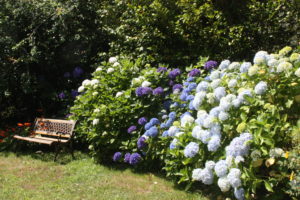 parc Latitude Ouest -hortensias