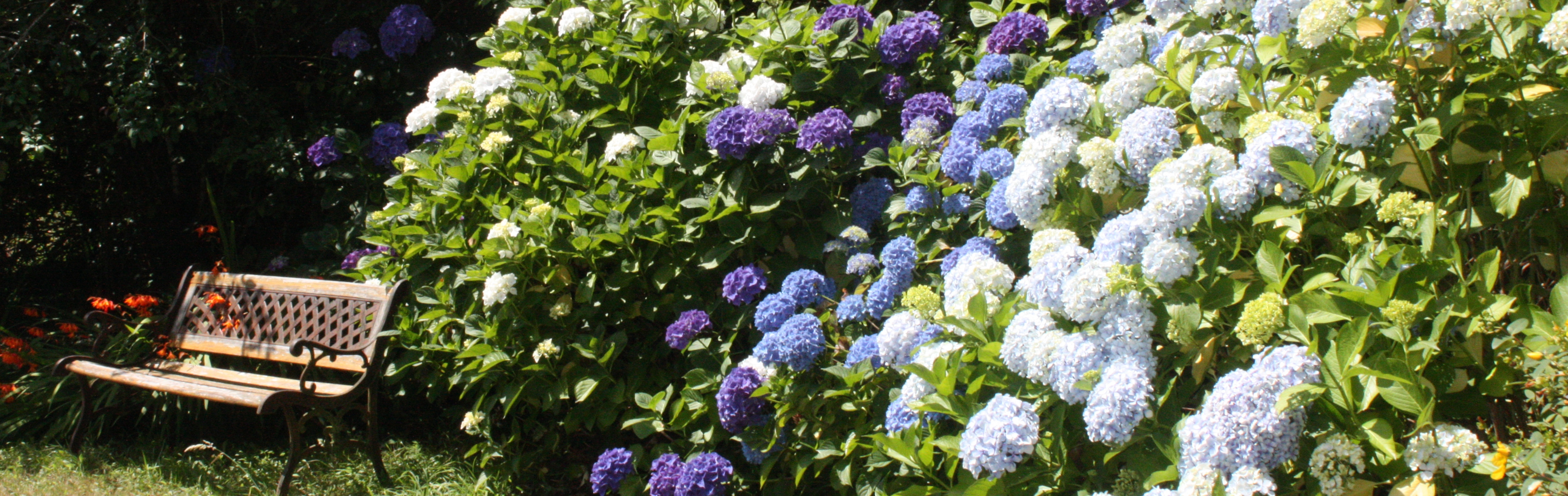 parc Latitude Ouest -hortensias-facade-bandeau