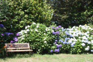 Hortensias en fleur jardin Latitude Ouest